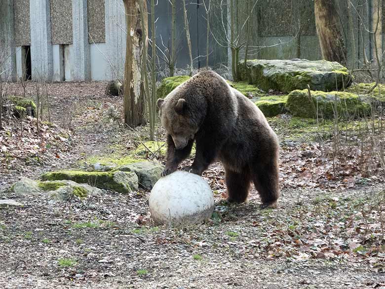 Braunbärin SIDDY am 23. Februar 2019 auf der Außenanlage im Wuppertaler Zoo