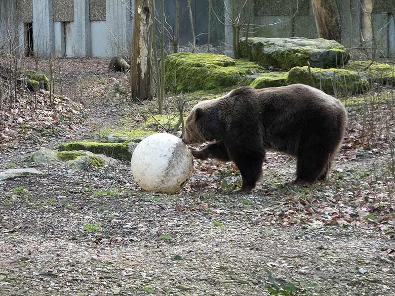 Braunbärin SIDDY am 23. Februar 2019 auf der Außenanlage im Grünen Zoo Wuppertal