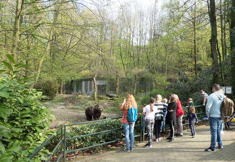 Braunbärin SIDDY am 16. April 2019 auf der Außenanlage im Zoologischen Garten Wuppertal