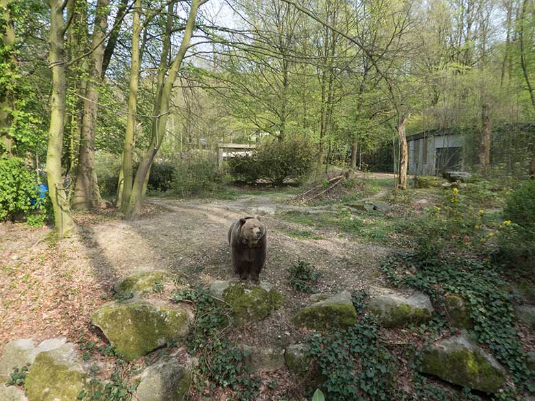 Braunbärin SIDDY am 16. April 2019 auf der Außenanlage im Grünen Zoo Wuppertal