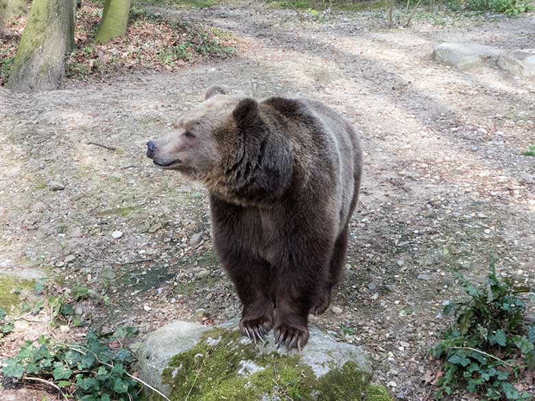 Braunbärin SIDDY am 16. April 2019 auf der Außenanlage im Zoo Wuppertal
