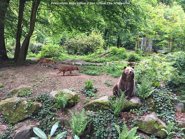 Braunbärin SIDDY und Asiatische Rothunde am 16. Mai 2019 auf der Braunbären-Außenanlage im Grünen Zoo Wuppertal (Pressefoto Anja Hillen - Der Grüne Zoo Wuppertal)