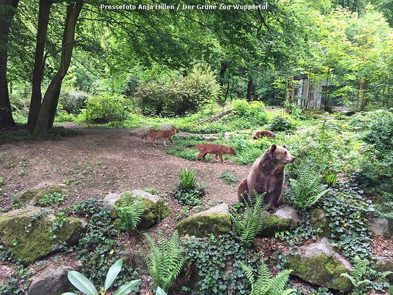Braunbärin SIDDY und Asiatische Rothunde am 16. Mai 2019 auf der Braunbären-Außenanlage im Wuppertaler Zoo (Pressefoto Anja Hillen - Der Grüne Zoo Wuppertal)