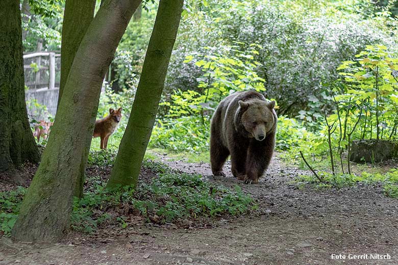Asiatischer Rothund Braunbärin SIDDY am 16. Mai 2019 auf der Braunbären-Außenanlage im Zoologischen Garten Wuppertal (Foto Gerrit Nitsch)
