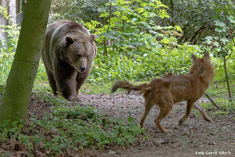 Braunbärin SIDDY und Asiatischer Rothund am 16. Mai 2019 auf der Braunbären-Außenanlage im Wuppertaler Zoo (Foto Gerrit Nitsch)
