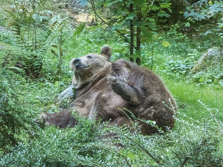Relaxende Braunbärin SIDDY am 22. August 2019 auf der Braunbärenanlage im Grünen Zoo Wuppertal
