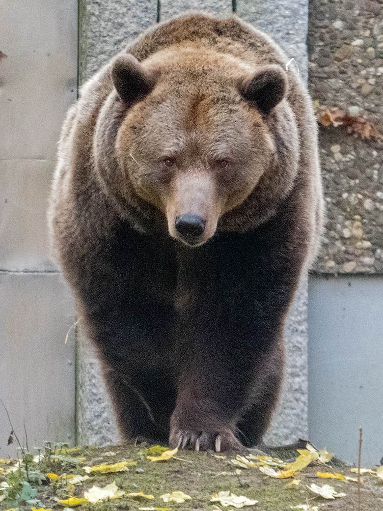 Braunbärin SIDDY am 20. November 2019 auf der Außenanlage im Grünen Zoo Wuppertal