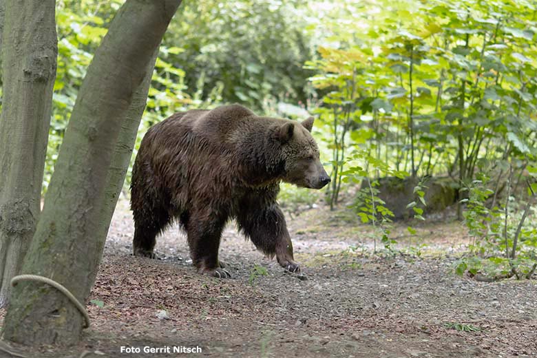 Braunbärin SIDDY am 8. Juni 2020 auf der Außenanlage für Braunbären im Grünen Zoo Wuppertal (Foto Gerrit Nitsch)