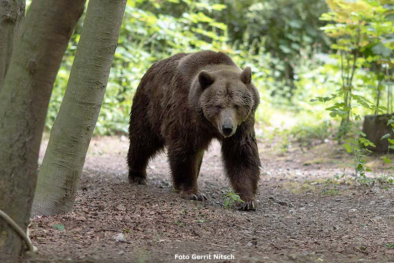 Braunbärin SIDDY am 8. Juni 2020 auf der Außenanlage für Braunbären im Wuppertaler Zoo (Foto Gerrit Nitsch)
