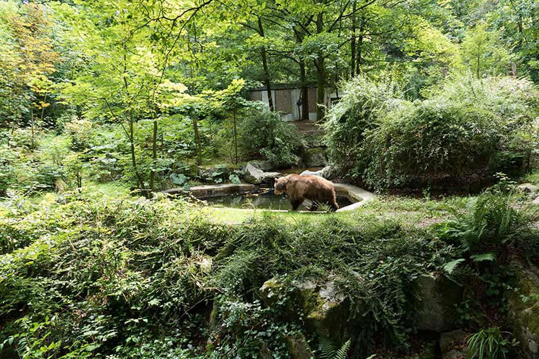 Braunbärin SIDDY am 28. Juli 2020 auf der Außenanlage im Grünen Zoo Wuppertal
