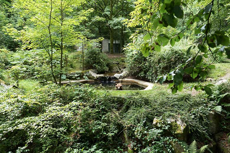 Braunbärin SIDDY am 28. Juli 2020 im Wasser auf der Außenanlage im Zoologischen Garten Wuppertal