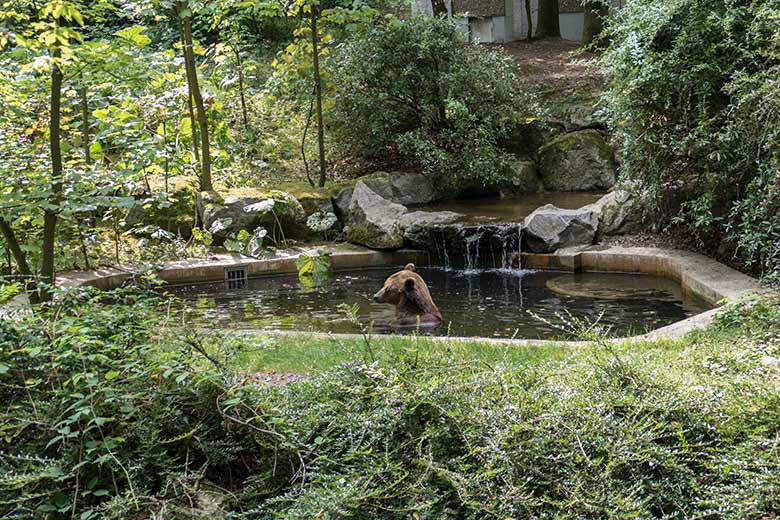 Braunbärin SIDDY am 9. August 2020 im Wasser der Außenanlage im Grünen Zoo Wuppertal