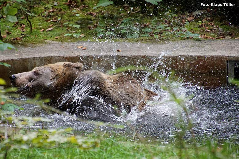 Badende Braunbärin SIDDY am 9. September 2020 im Wasser der Außenanlage im Wuppertaler Zoo (Foto Klaus Tüller)