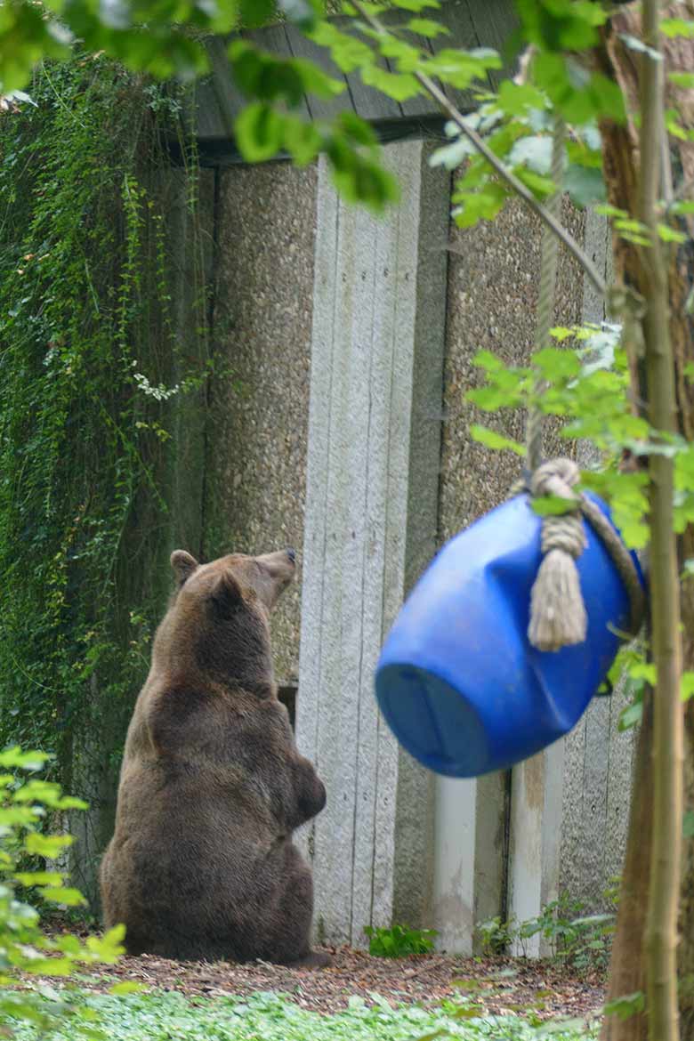 Hockende Braunbärin SIDDY am 16. September 2020 vor dem Bären-Haus auf der Außenanlage im Grünen Zoo Wuppertal