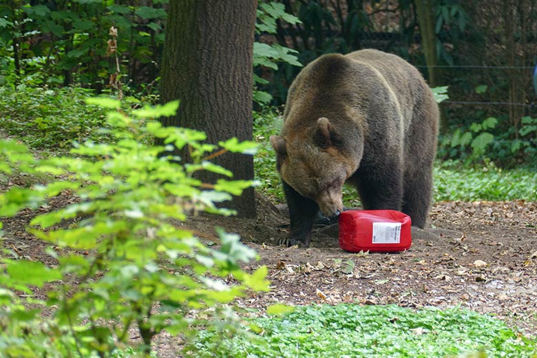 Braunbärin SIDDY mit rotem Kanister am 16. September 2020 auf der Außenanlage im Zoo Wuppertal
