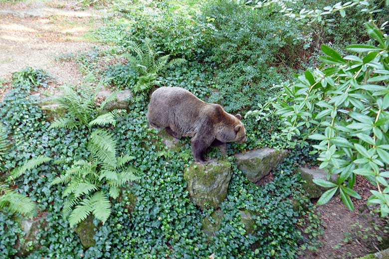 Braunbärin SIDDY am 16. September 2020 beim Abstieg in den Graben der Außenanlage im Wuppertaler Zoo
