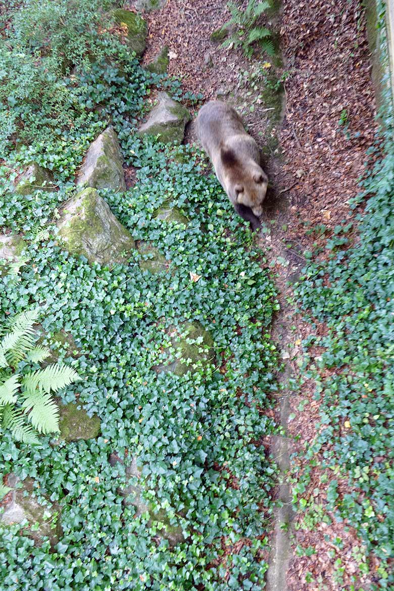 Braunbärin SIDDY am 16. September 2020 im Graben der Außenanlage im Grünen Zoo Wuppertal