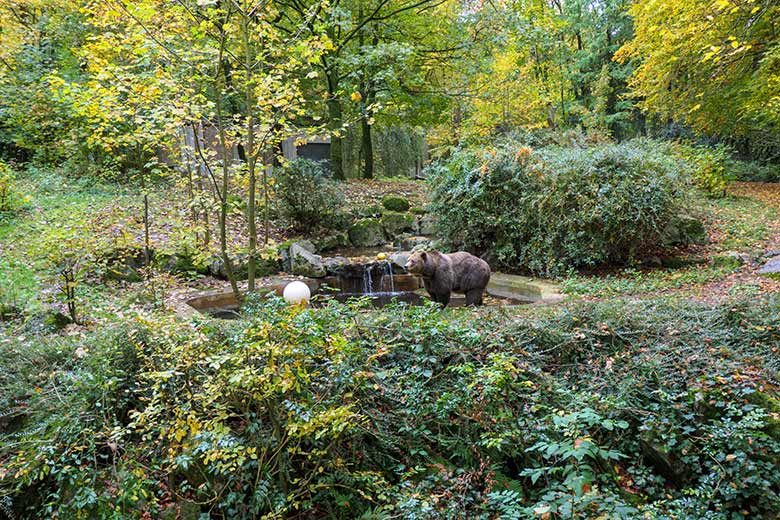 Braunbärin SIDDY am 24. Oktober 2020 auf der Außenanlage im Grünen Zoo Wuppertal