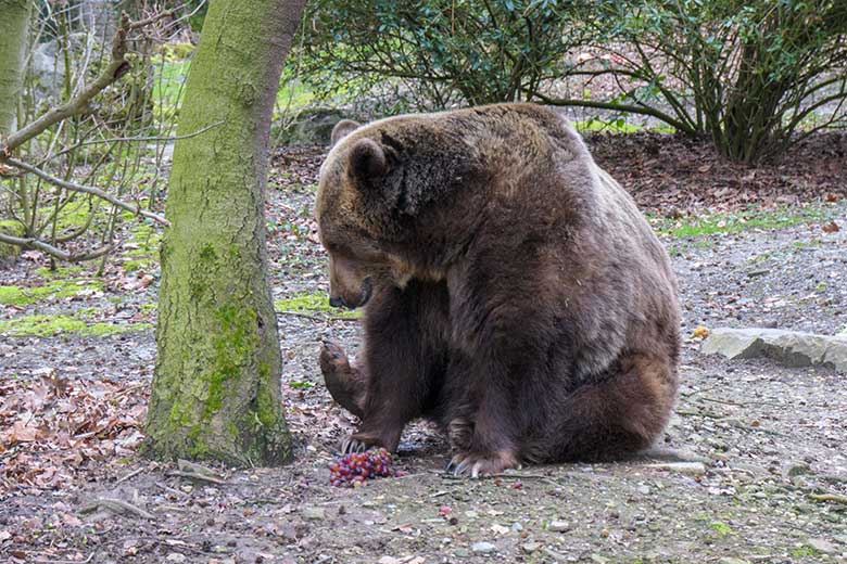 Braunbärin SIDDY mit Weintrauben am 12. März 2021 auf der Braunbären-Außenanlage im Wuppertaler Zoo