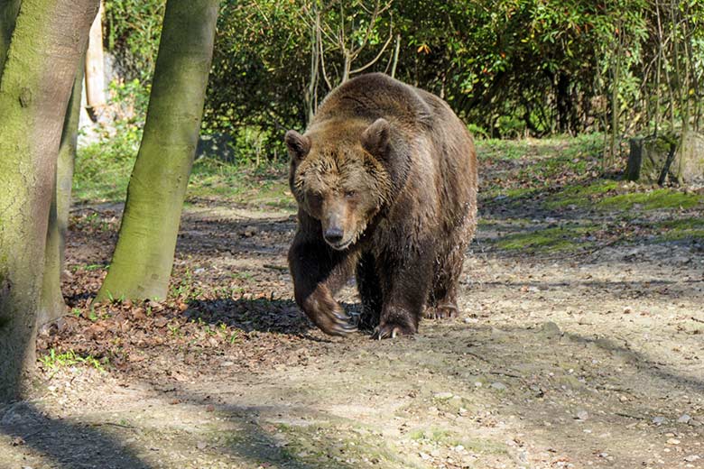 Braunbärin SIDDY am 30. März 2021 auf der Braunbären-Außenanlage im Grünen Zoo Wuppertal