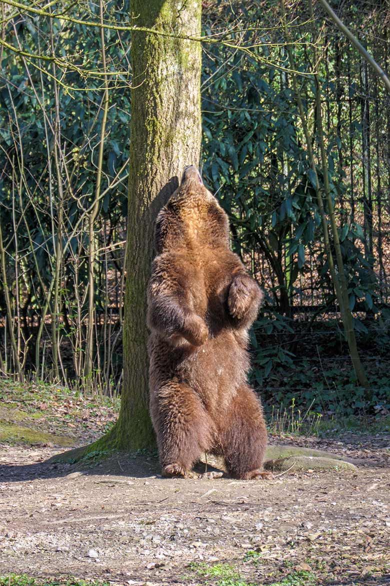 Braunbärin SIDDY am 30. März 2021 auf der Braunbären-Außenanlage im Zoologischen Garten der Stadt Wuppertal