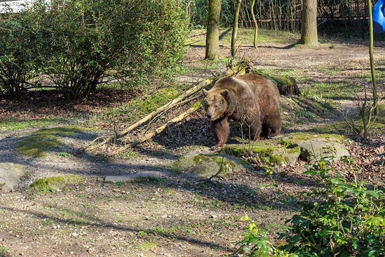 Braunbärin SIDDY am 30. März 2021 auf der Braunbären-Außenanlage im Zoo Wuppertal