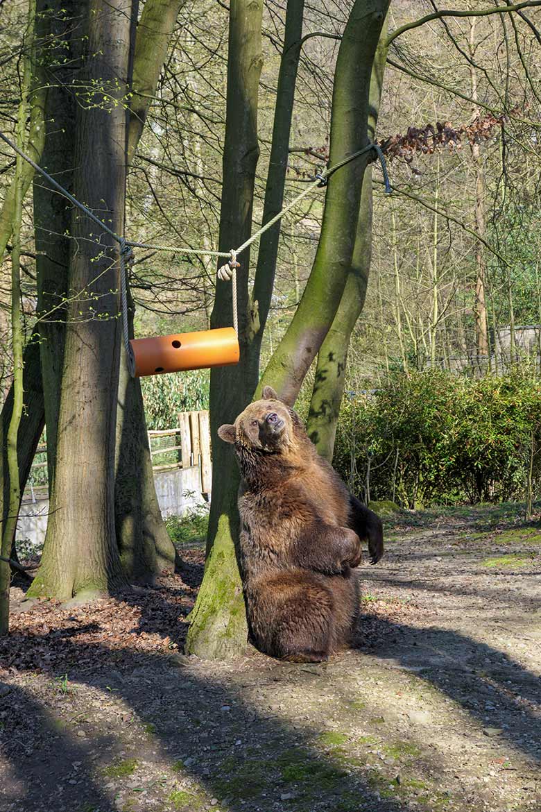 Braunbärin SIDDY am 30. März 2021 auf der Braunbären-Außenanlage im Wuppertaler Zoo