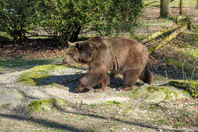 Braunbärin SIDDY am 30. März 2021 auf der Braunbären-Außenanlage im Zoologischen Garten Wuppertal