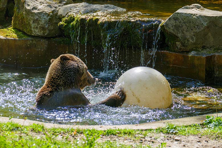 Braunbärin SIDDY am 28. April 2021 im Wasser der Außenanlage im Zoo Wuppertal
