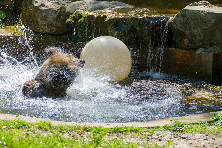 Braunbärin SIDDY am 28. April 2021 im Wasser der Außenanlage im Grünen Zoo Wuppertal