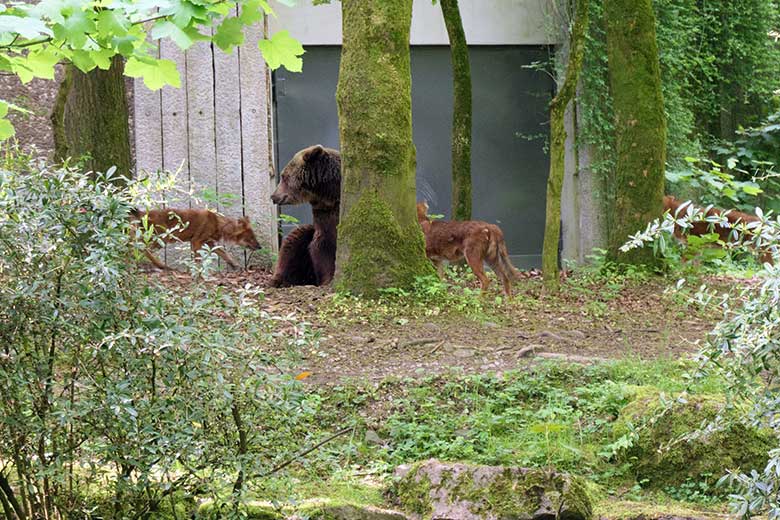 Asiatische Rothunde bei Braunbärin Siddy am 24. Mai 2021 auf der Braunbär-Anlage im Zoologischen Garten Wuppertal