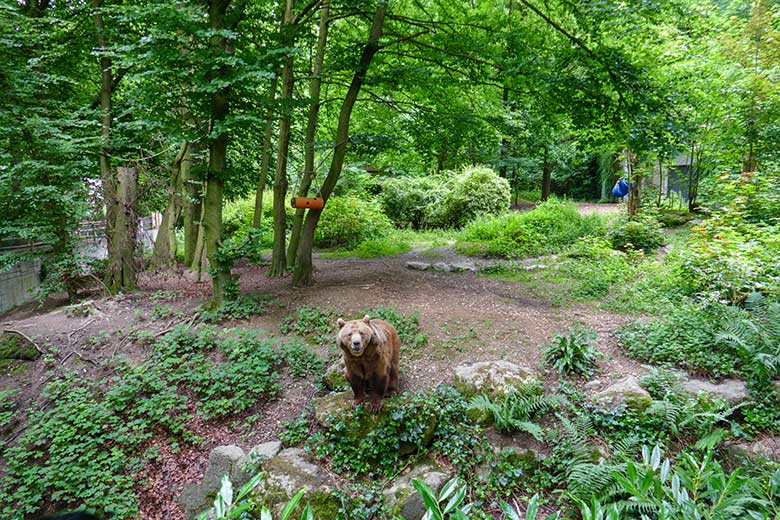 Braunbärin SIDDY am 7. Juli 2021 auf der Außenanlage im Grünen Zoo Wuppertal