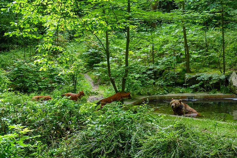 Braunbärin SIDDY mit Asiatischen Rothunden am 10. Juli 2021 auf der Außenanlage im Grünen Zoo Wuppertal