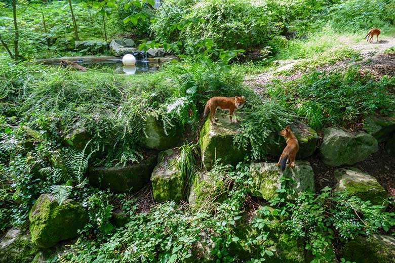 Braunbärin SIDDY mit Asiatischen Rothunden am 10. Juli 2021 auf der Außenanlage im Wuppertaler Zoo