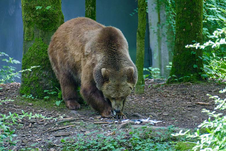Braunbärin SIDDY am 10. Juli 2021 auf der Außenanlage im Wuppertaler Zoo
