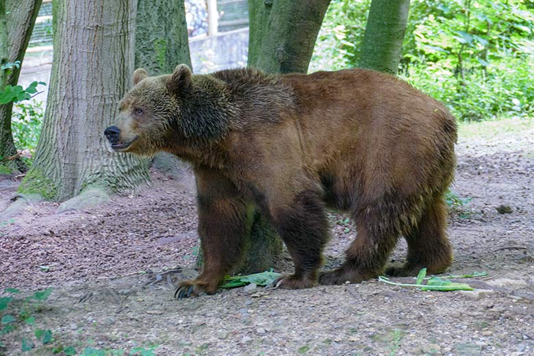Braunbärin SIDDY am 21. Juli 2021 auf der Außenanlage im Zoologischen Garten Wuppertal
