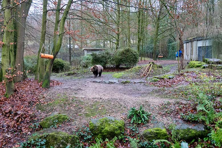 Braunbärin SIDDY am 19. Dezember 2021 auf der Außenanlage im Zoologischen Garten Wuppertal