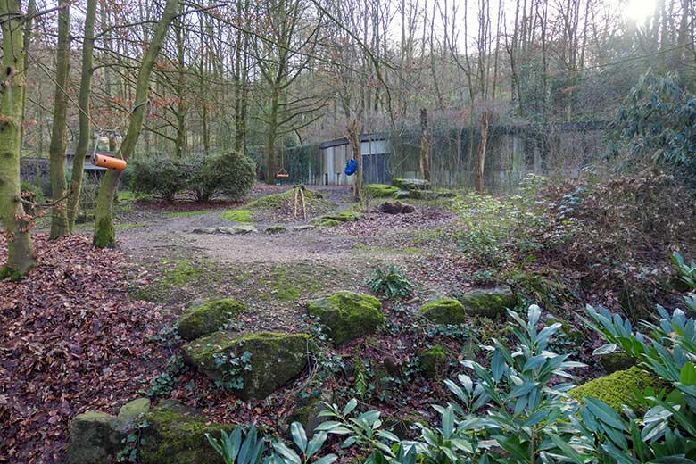 Braunbärin SIDDY am 30. Januar 2022 auf der Außenanlage im Grünen Zoo Wuppertal