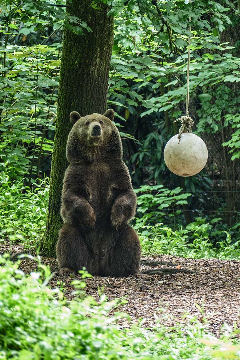 Braunbärin SIDDY am 17. Mai 2022 auf der Braunbären-Außenanlage im Zoologischen Garten Wuppertal
