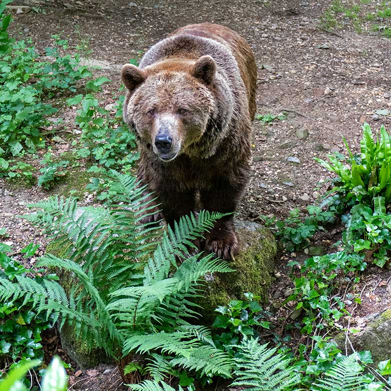 Braunbärin SIDDY am 4. Juni 2022 auf der Braunbären-Außenanlage im Wuppertaler Zoo