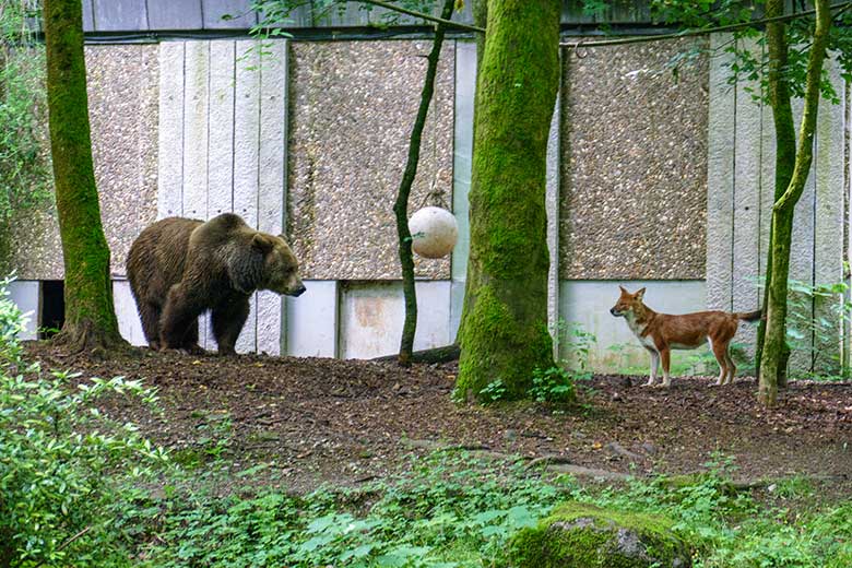 Braunbärin Siddy und Asiatischer Rothund am 8. Juni 2022 auf der Braunbären-Anlage im Grünen Zoo Wuppertal