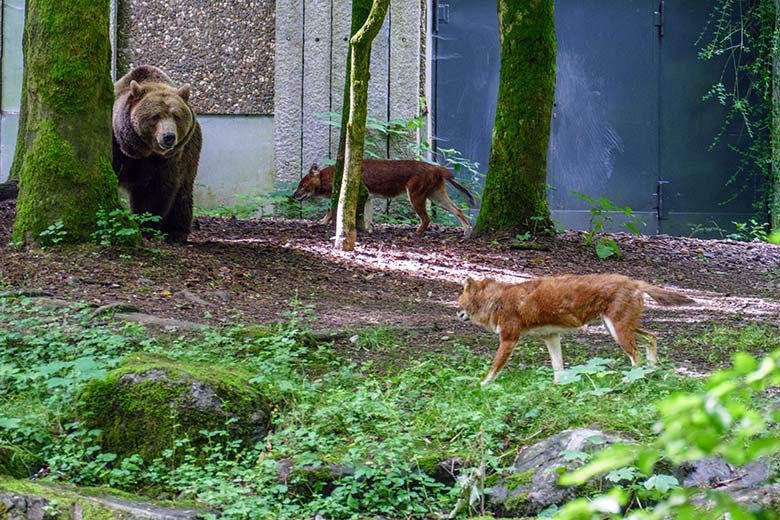 Braunbärin Siddy und Asiatische Rothunde am 8. Juni 2022 auf der Braunbären-Anlage im Zoologischen Garten der Stadt Wuppertal
