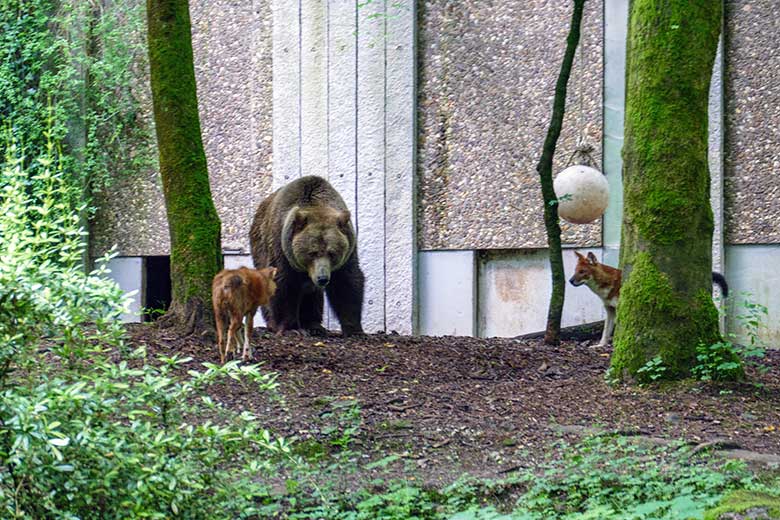 Braunbärin Siddy und Asiatische Rothunde am 8. Juni 2022 auf der Braunbären-Anlage im Wuppertaler Zoo