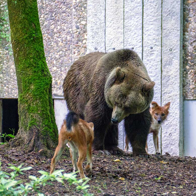 Braunbärin Siddy und Asiatische Rothunde am 8. Juni 2022 auf der Braunbären-Anlage im Zoo Wuppertal