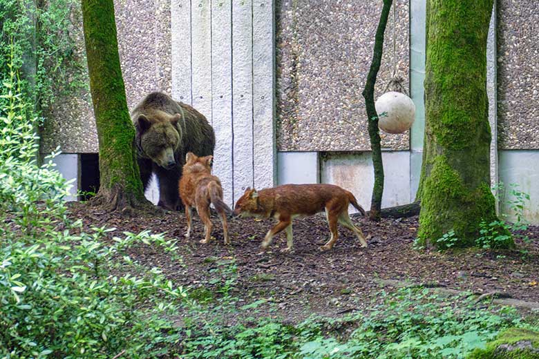 Braunbärin Siddy und Asiatische Rothunde am 8. Juni 2022 auf der Braunbären-Anlage im Grünen Zoo Wuppertal