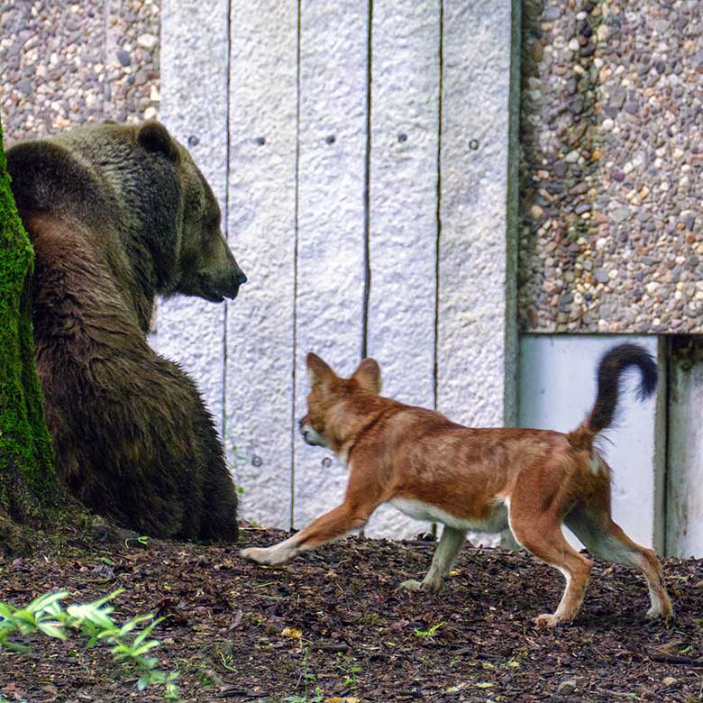 Braunbärin Siddy und Asiatischer Rothund am 8. Juni 2022 auf der Braunbären-Anlage im Zoologischen Garten Wuppertal