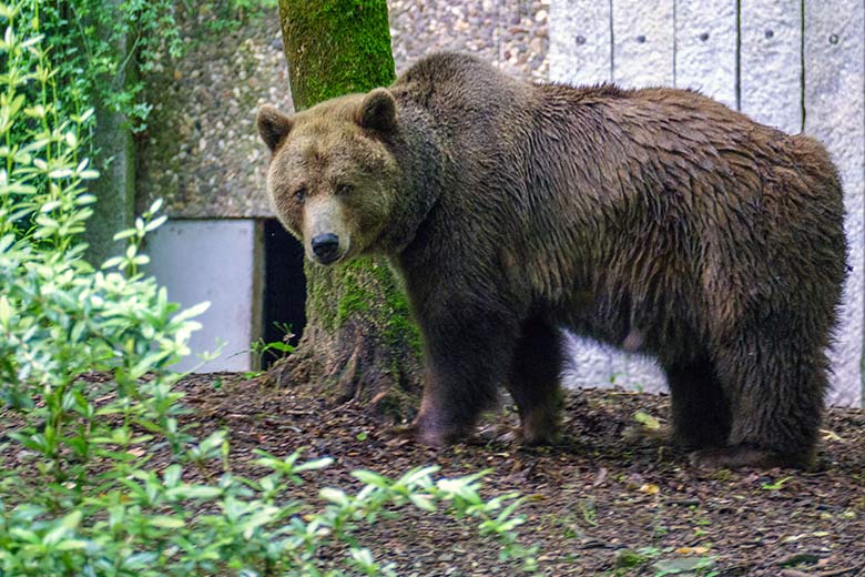Braunbärin Siddy am 8. Juni 2022 auf der Braunbären-Anlage im Wuppertaler Zoo