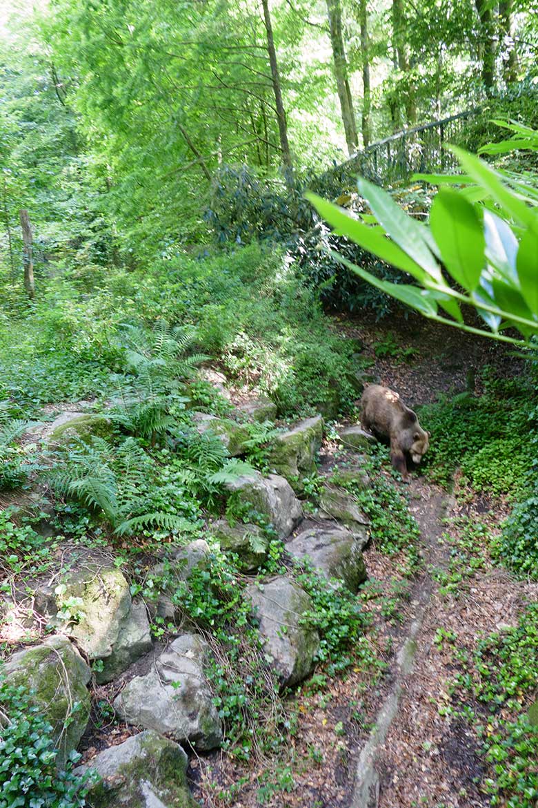 Braunbärin SIDDY am 28. Juni 2022 auf der Braunbären-Außenanlage im Wuppertaler Zoo