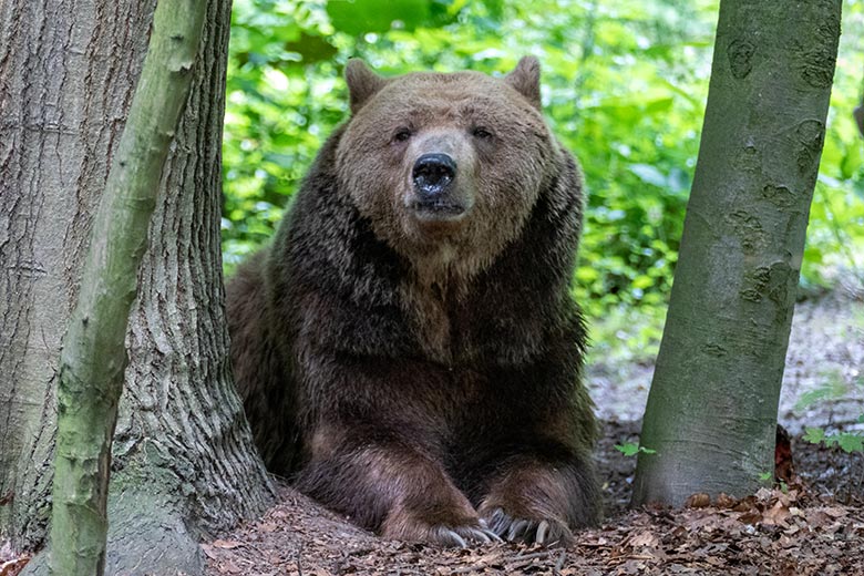 Braunbärin SIDDY am 3. Juli 2022 auf der Braunbären-Außenanlage im Grünen Zoo Wuppertal