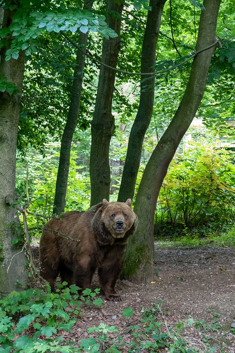 Braunbärin SIDDY am 8. Juli 2022 auf der Braunbären-Außenanlage im Grünen Zoo Wuppertal